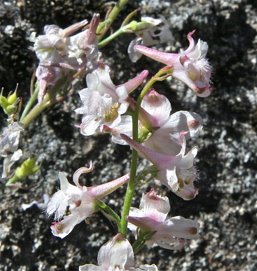 Image of Eldorado larkspur