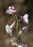 Image of Eldorado larkspur