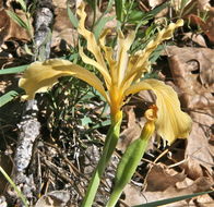 Image of rainbow iris