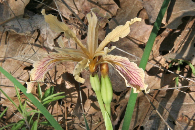 Image of rainbow iris