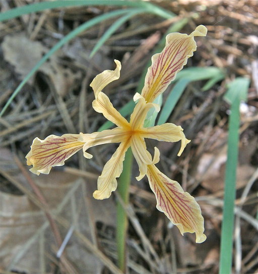 Image of rainbow iris