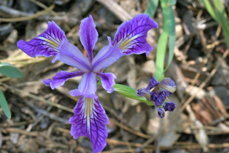 Image of rainbow iris
