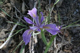 Image of rainbow iris