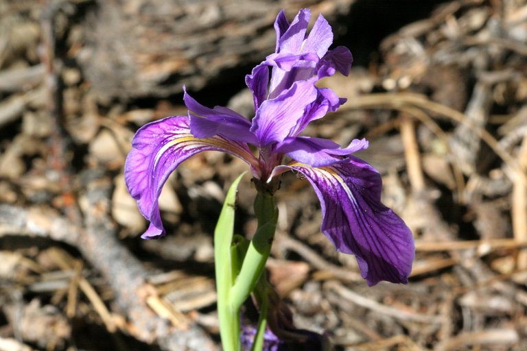 Image of rainbow iris