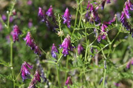 Image of fodder vetch