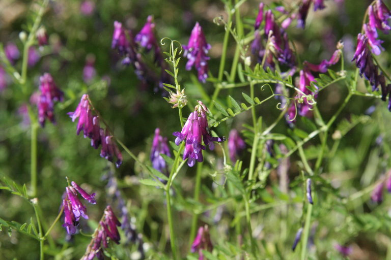 Image of fodder vetch