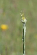 Image of yellow star-thistle