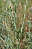 Image of yellow star-thistle