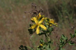 Image of St John's wort