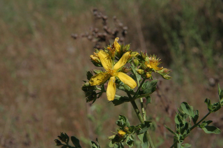 صورة St John's Wort