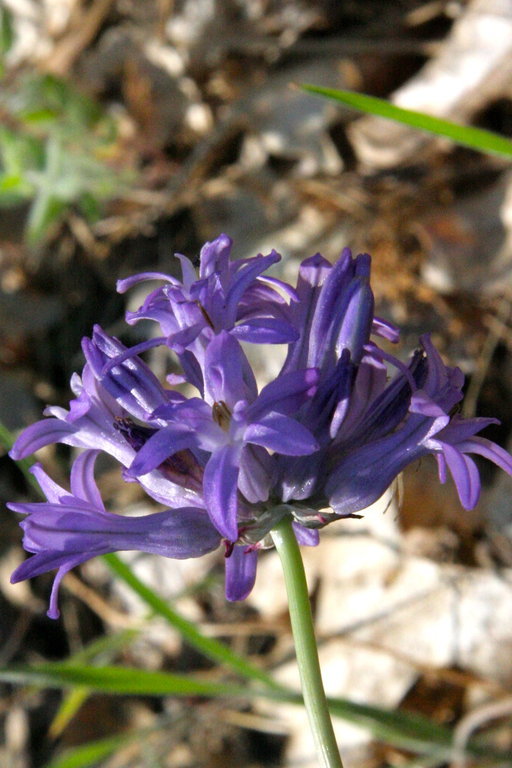 Sivun Dichelostemma multiflorum (Benth.) A. Heller kuva