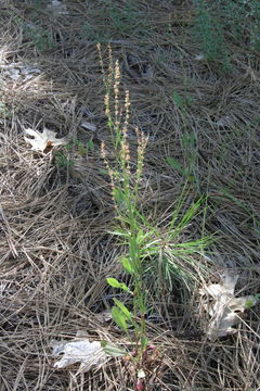 Image of common sheep sorrel