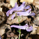 Image de Corydalis linstowiana Fedde