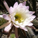 Image of <i>Echinopsis lamprochlora</i>
