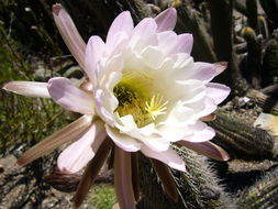 Image de <i>Echinopsis lamprochlora</i>