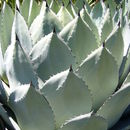 Plancia ëd Agave parryi var. huachucensis (Baker) Little