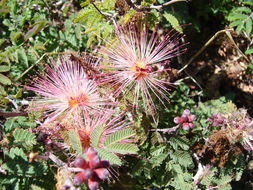 Imagem de Calliandra eriophylla Benth.