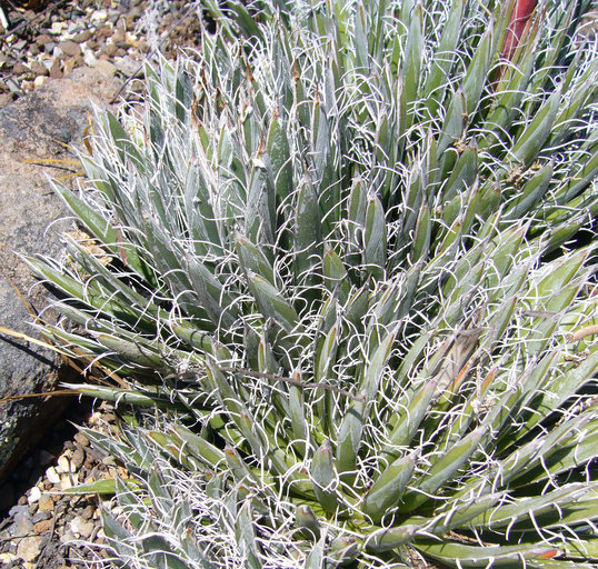 Image of Tuberose-flowered Hardy Century Plant