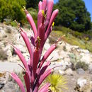 Image of Tuberose-flowered Hardy Century Plant