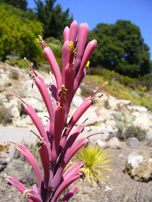 Image of Tuberose-flowered Hardy Century Plant