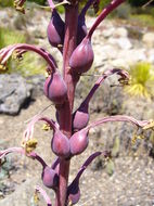 Image of Tuberose-flowered Hardy Century Plant