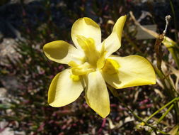Image of Moraea ramosissima (L. fil.) Druce