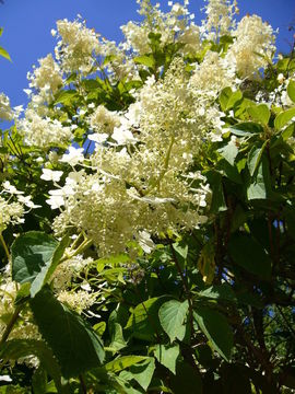 Image of panicled hydrangea