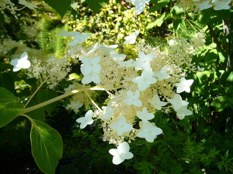 Image of panicled hydrangea