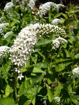 Image of gooseneck yellow loosestrife