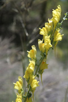 Plancia ëd Linaria dalmatica (L.) Mill.