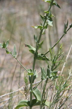 Plancia ëd Linaria dalmatica (L.) Mill.