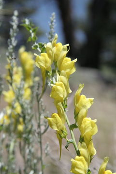 Plancia ëd Linaria dalmatica (L.) Mill.