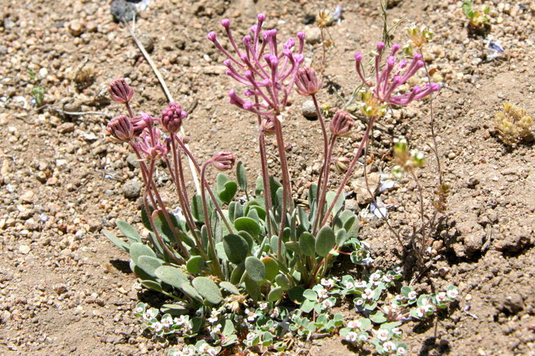 Image of Coville's dwarf sand verbena