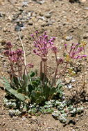 Image of Coville's dwarf sand verbena