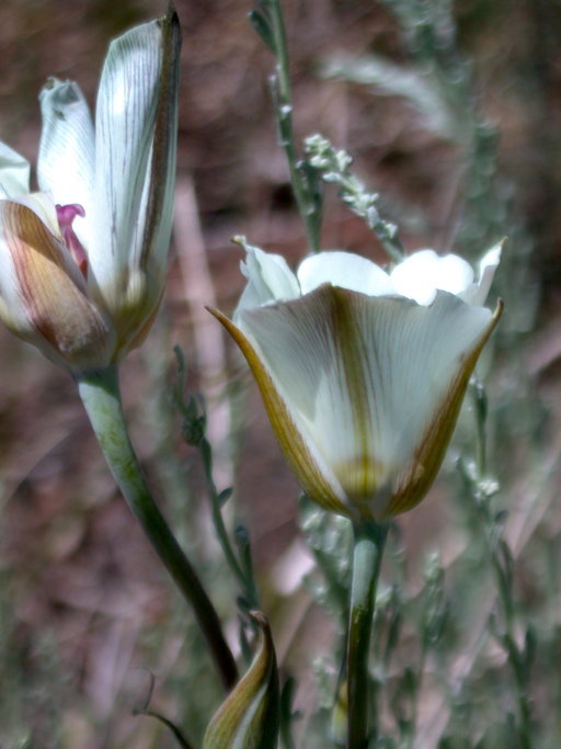 Image de Calochortus bruneaunis A. Nelson & J. F. Macbr.