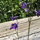 Слика од Delphinium polycladon Eastw.