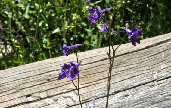 Image of mountain marsh larkspur