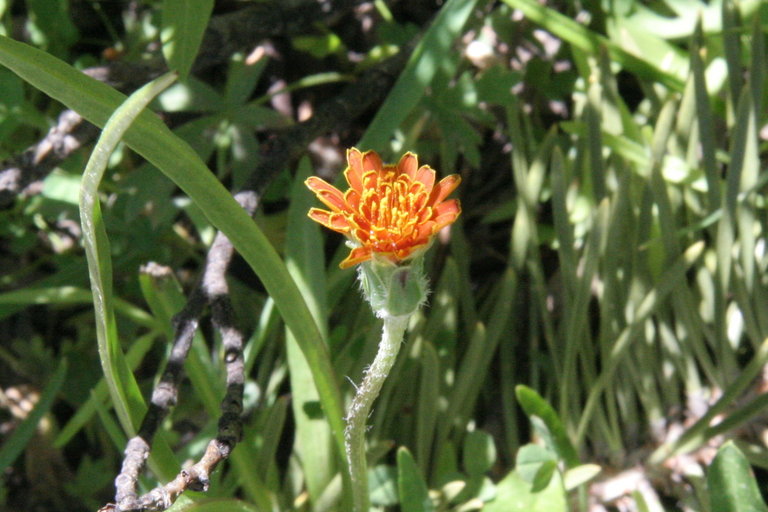 Image of orange agoseris