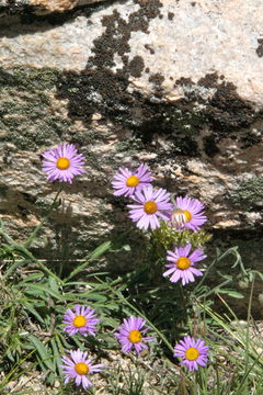 Image of tundra aster