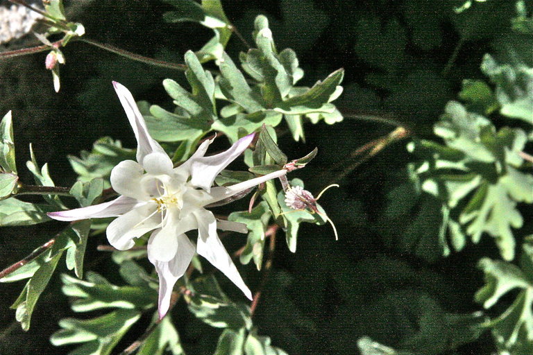 صورة Aquilegia pubescens Coville