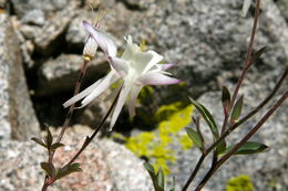 صورة Aquilegia pubescens Coville