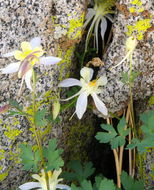 صورة Aquilegia pubescens Coville