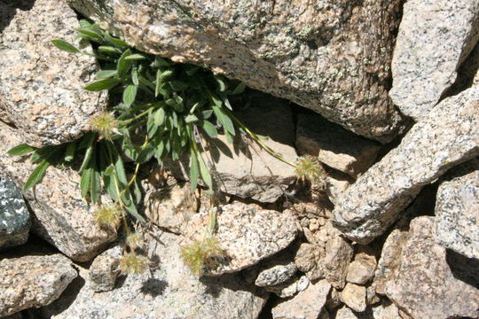 Image of silverleaf phacelia