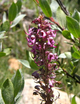 Image of elephanthead lousewort