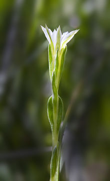 Image of Moss Gentian