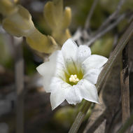 Image of Moss Gentian