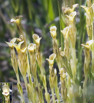 Image of Moss Gentian