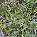 Image of Moss Gentian