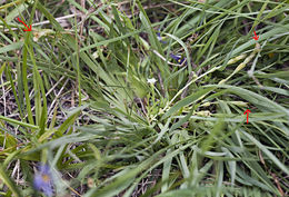 Image of Moss Gentian