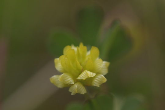 草原车轴草的圖片